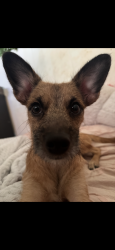 Lost Male Dog last seen near district park closer by the tennis courts cndmnium side, Waipahu, HI 96797