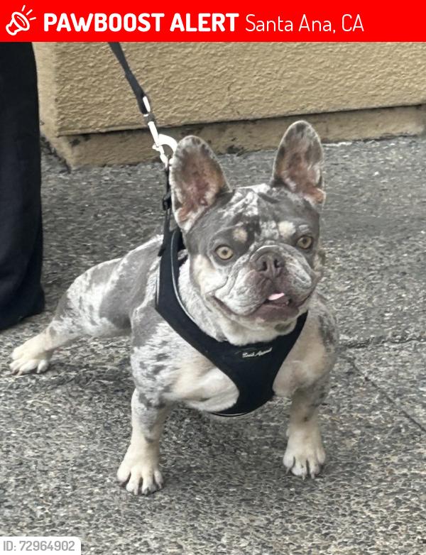 Lost Female Dog last seen Civic Center/English, Santa Ana, CA 92703