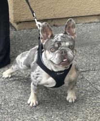Lost Female Dog last seen Civic Center/English, Santa Ana, CA 92703