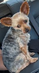 Lost Female Dog last seen Mission and Euclid, Ontario, CA 91762