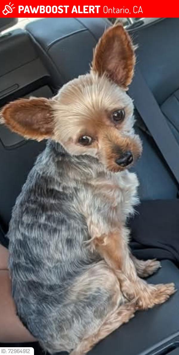 Lost Female Dog last seen Mission and Euclid, Ontario, CA 91762
