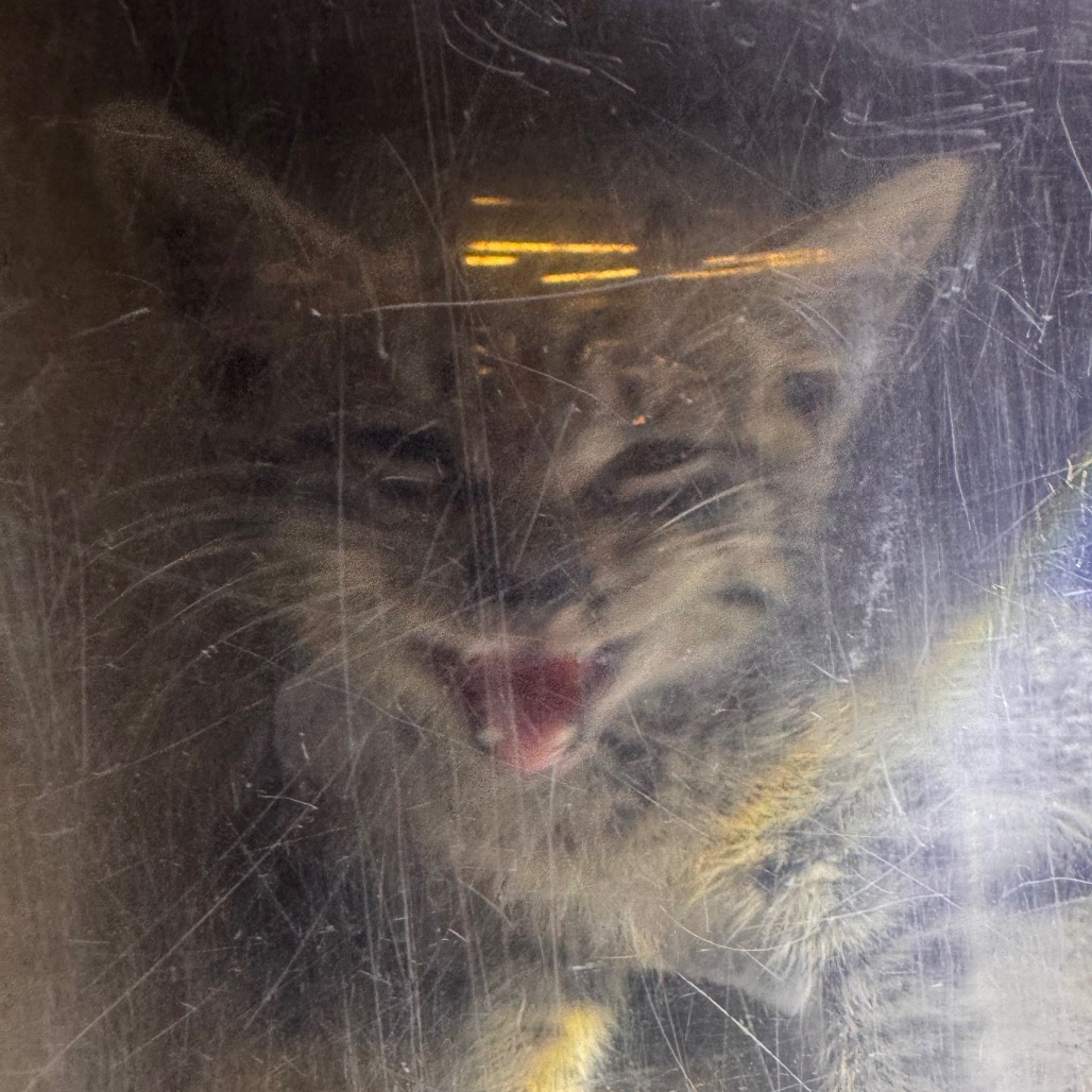 Shelter Stray Unknown Cat last seen , Philadelphia, PA 19140