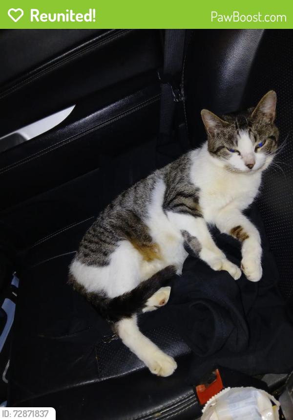 Reunited Female Cat last seen Hillside and Nancy Street , Bloomington, IN 47401