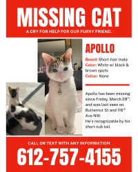 Lost Male Cat last seen Butternut st nw Coon Rapids, Coon Rapids, MN 55448
