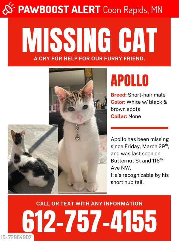 Lost Male Cat last seen Butternut st nw Coon Rapids, Coon Rapids, MN 55448