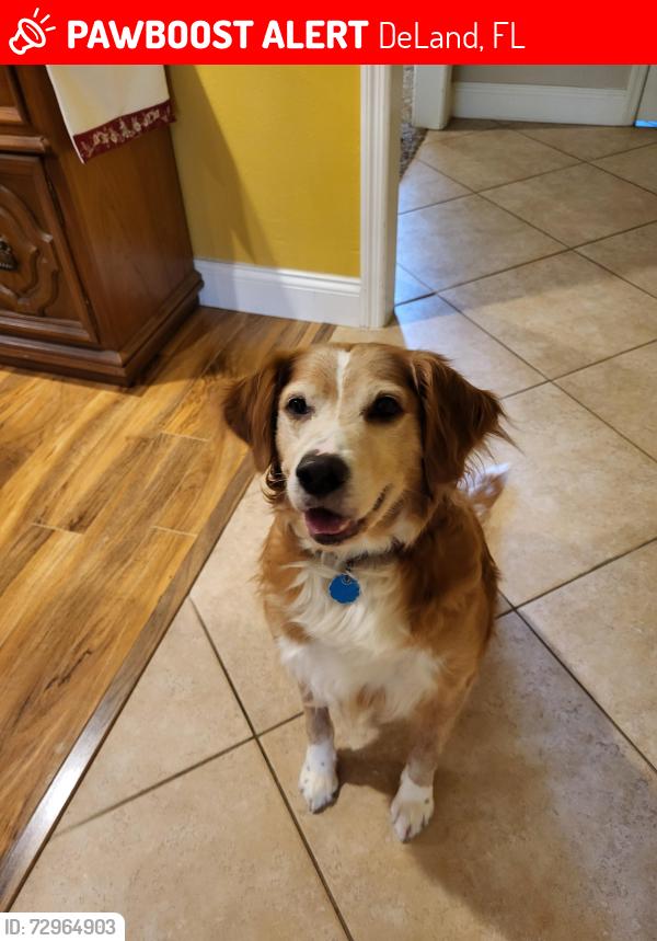 Lost Male Dog last seen Freedom Elementary School, DeLand, FL 32724