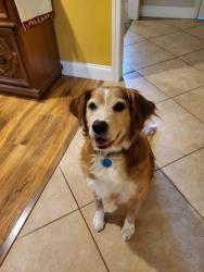 Lost Male Dog last seen Freedom Elementary School, DeLand, FL 32724