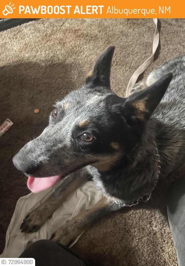 Found/Stray Female Dog last seen Near Broadway Blvd SE, Albuquerque, NM 87102, Albuquerque, NM 87102
