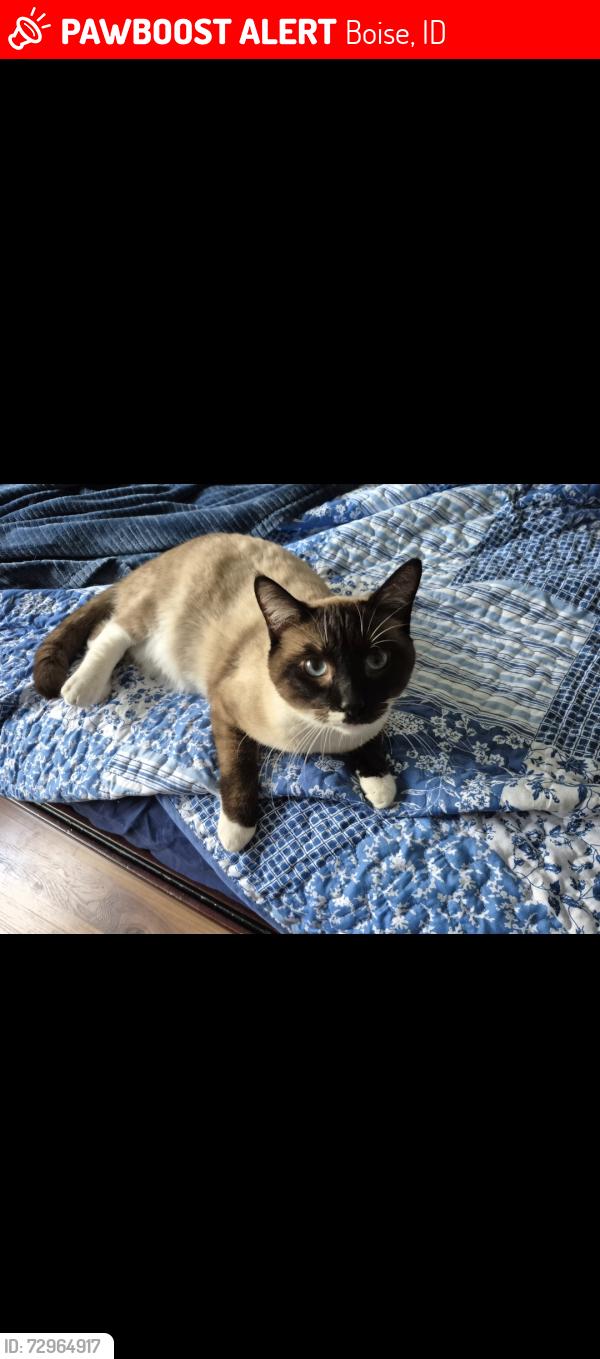 Lost Male Cat last seen Cloverdale and overland area in boise idaho , Boise, ID 83709