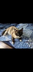 Lost Male Cat last seen Cloverdale and overland area in boise idaho , Boise, ID 83709