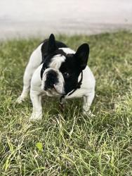 Lost Male Dog last seen Shepherds Way, San Antonio, TX 78252