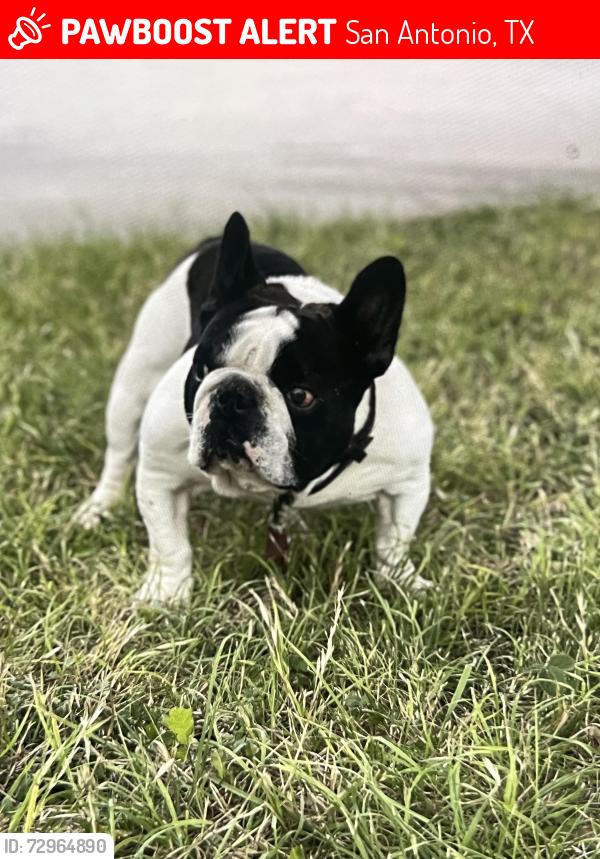 Lost Male Dog last seen Shepherds Way, San Antonio, TX 78252