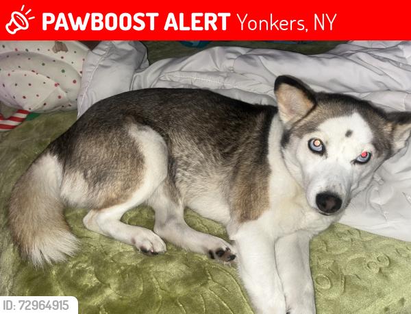 Lost Female Dog last seen Woodland ave, by nepperhan, Yonkers, NY 10703
