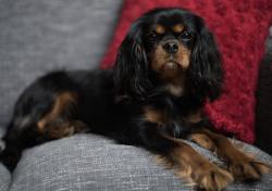 Reunited Male Dog last seen Euphrates, Egyptian, Delta, Pharaoh Dr, Corpus Christi, TX 78412