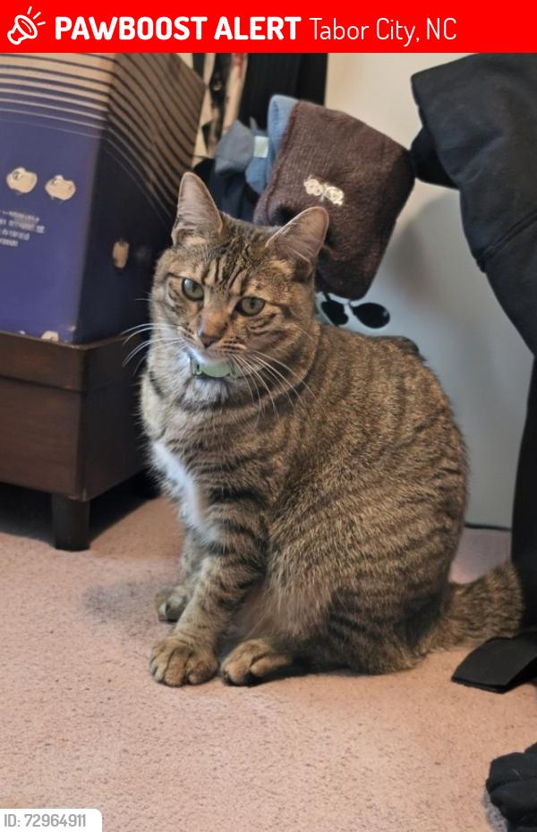 Lost Female Cat last seen I don't know it's in the middle of nowhere., Tabor City, NC 28463