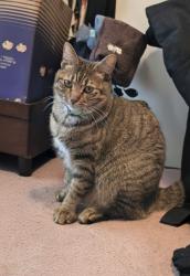 Lost Female Cat last seen I don't know it's in the middle of nowhere., Tabor City, NC 28463