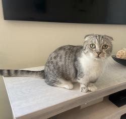 Lost Male Cat last seen Heritage Ln and Konyn Ct Park Circle, Valley Center, CA 92082