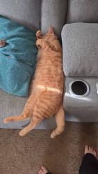Reunited Male Cat last seen Northwood Dr, Conway, AR 72034, USA, Conway, AR 72034