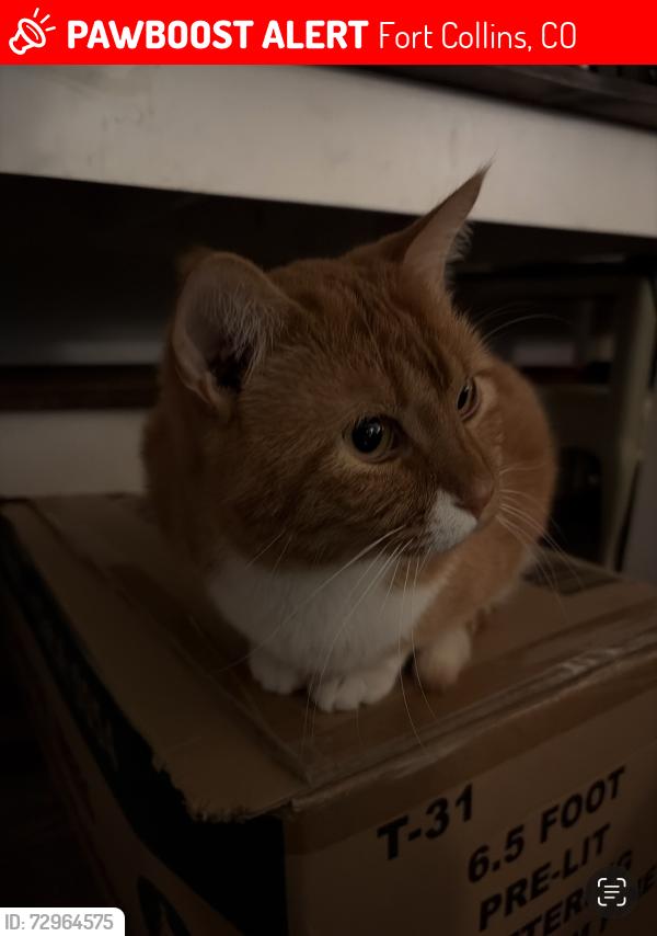Lost Male Cat last seen Drake and stover , Fort Collins, CO 80525