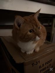 Lost Male Cat last seen Drake and stover , Fort Collins, CO 80525