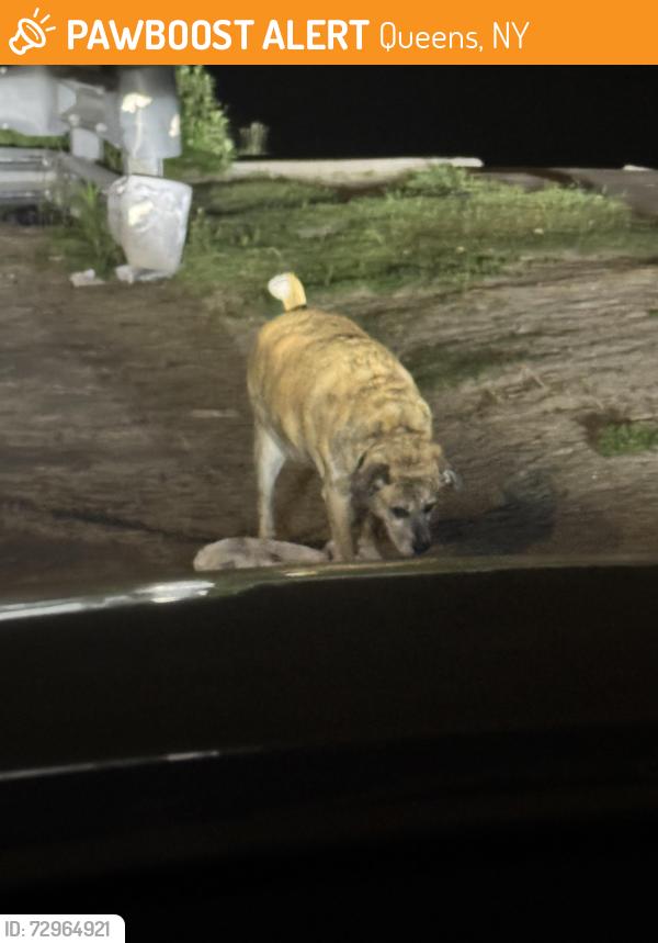 Found/Stray Unknown Dog last seen Walking on the beach, Queens, NY 11691