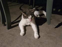 Found/Stray Unknown Cat last seen Buttonwillow dr, Fort Worth, TX 76123