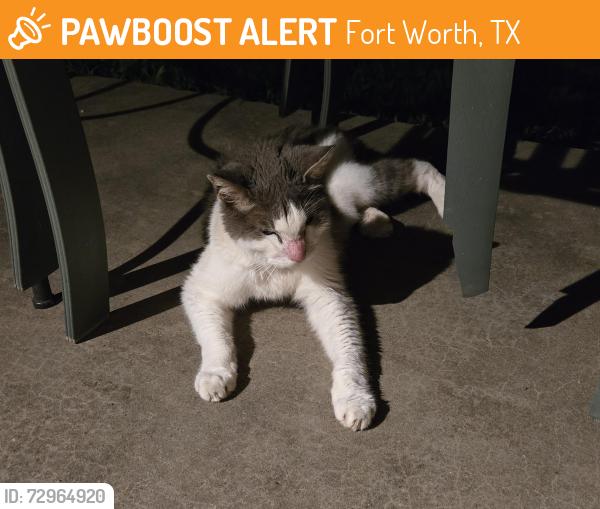 Found/Stray Unknown Cat last seen Buttonwillow dr, Fort Worth, TX 76123