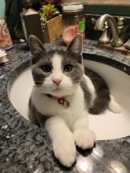 Lost Female Cat last seen 136th and Oak Ridge, Carmel, IN 46032