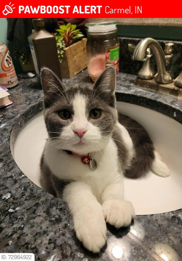 Lost Female Cat last seen 136th and Oak Ridge, Carmel, IN 46032