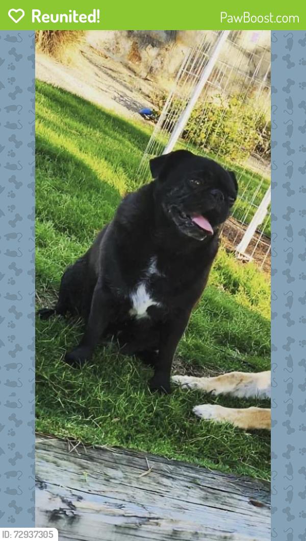 Reunited Male Dog last seen Artcraft and Doniphan , El Paso, TX 79932