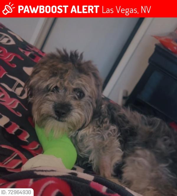 Lost Male Dog last seen Maryland parkway/hacienda, Las Vegas, NV 89119