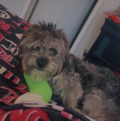 Lost Male Dog last seen Maryland parkway/hacienda, Las Vegas, NV 89119