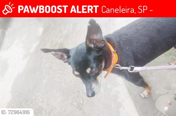 Lost Male Dog last seen Rua da Paz n:357, Caneleira, SP 11085-505