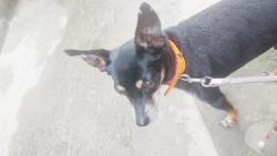 Lost Male Dog last seen Rua da Paz n:357, Caneleira, SP 11085-505
