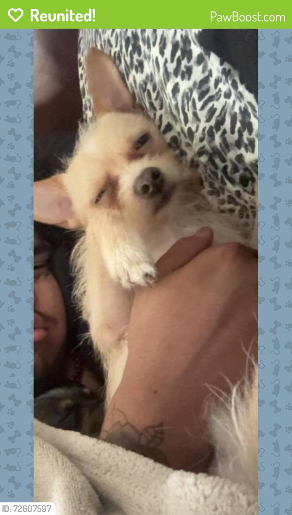 Reunited Male Dog last seen 23rd ave and Campbell, Phoenix, AZ 85015