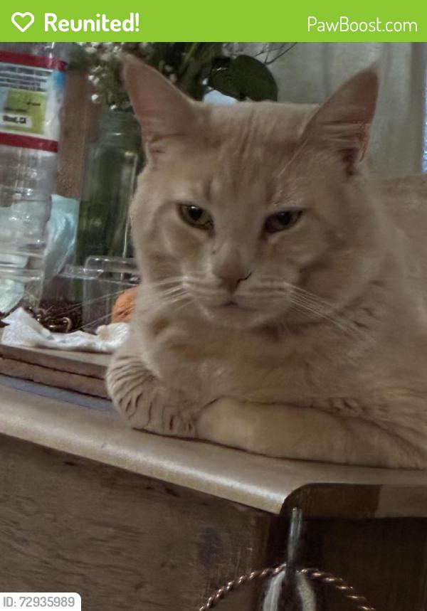 Reunited Male Cat last seen 148th, Lynnwood, WA 98087