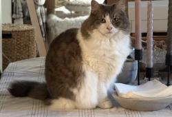 Lost Female Cat last seen Kohls on Deerfield, Alpharetta, GA 30004
