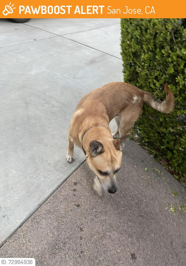 Found/Stray Male Dog last seen Fairmont dr, San Jose , San Jose, CA 95148