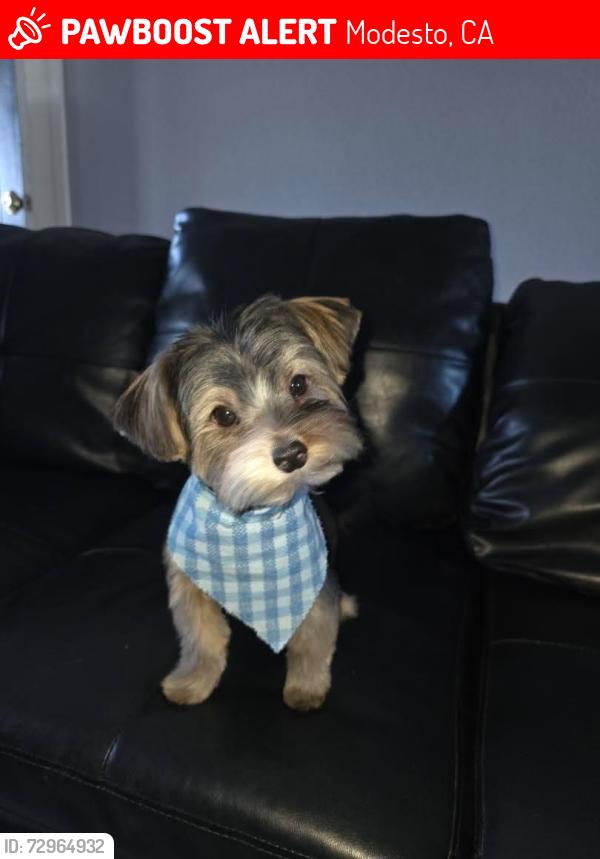 Lost Male Dog last seen Elm ave / kansas, Modesto, CA 95351
