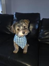 Lost Male Dog last seen Elm ave / kansas, Modesto, CA 95351