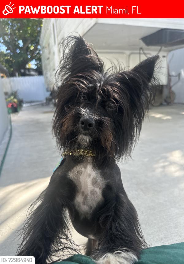 Lost Male Dog last seen Palmeto bay, Miami, FL 33176