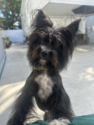 Lost Male Dog last seen Palmeto bay, Miami, FL 33176