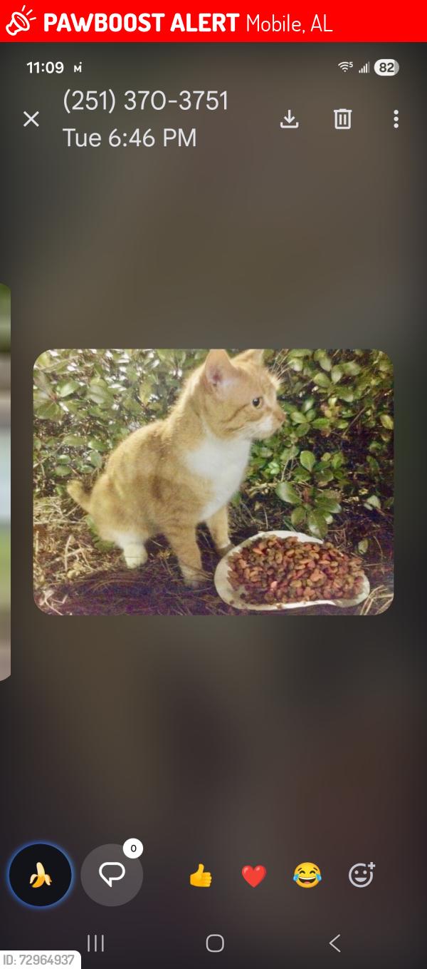 Lost Female Cat last seen Carlen near MHS, Mobile, AL 36606