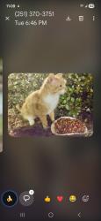Lost Female Cat last seen Carlen near MHS, Mobile, AL 36606