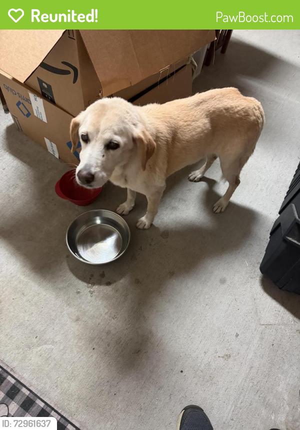 Reunited Female Dog last seen Hoo Shoo Too Lakes, Baton Rouge, LA 70817