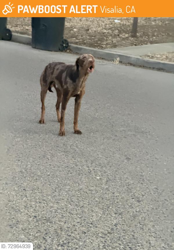 Found/Stray Male Dog last seen Lovers lane and Mineral King , Visalia, CA 93292