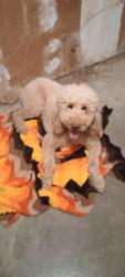 Reunited Male Dog last seen Next to Clark Rd and across the street from Wheelers Hay service, Modesto, CA 95358