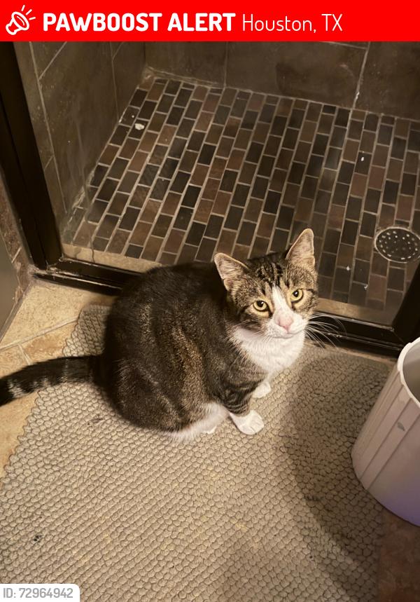 Lost Male Cat last seen Waverly/Nicholson Streets, Houston, TX 77007