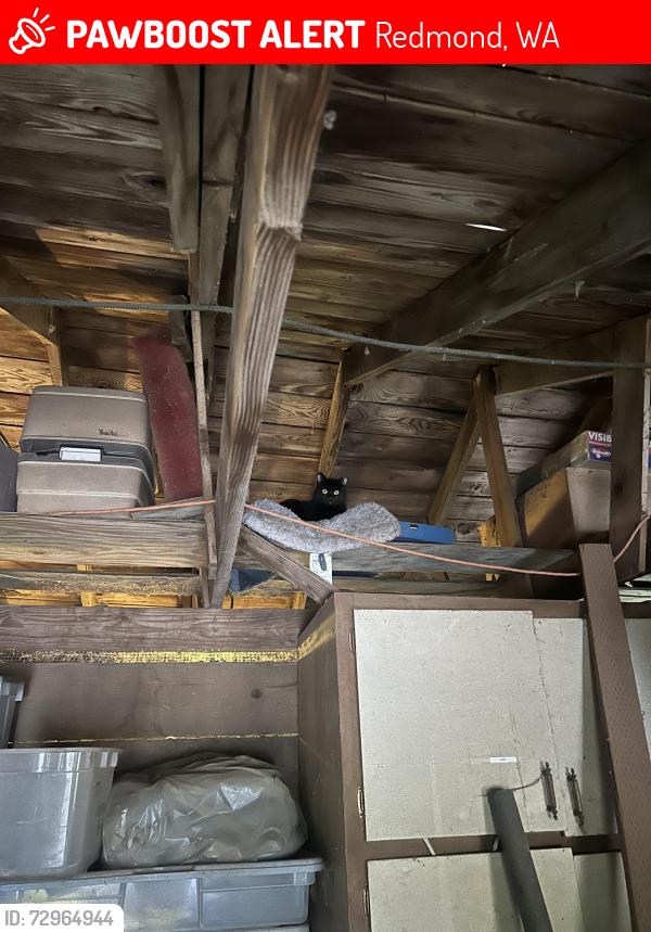 Lost Male Cat last seen NE 80th street , Redmond, WA 98053
