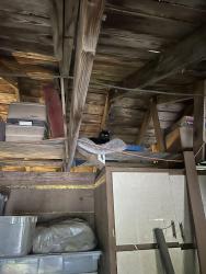 Lost Male Cat last seen NE 80th street , Redmond, WA 98053